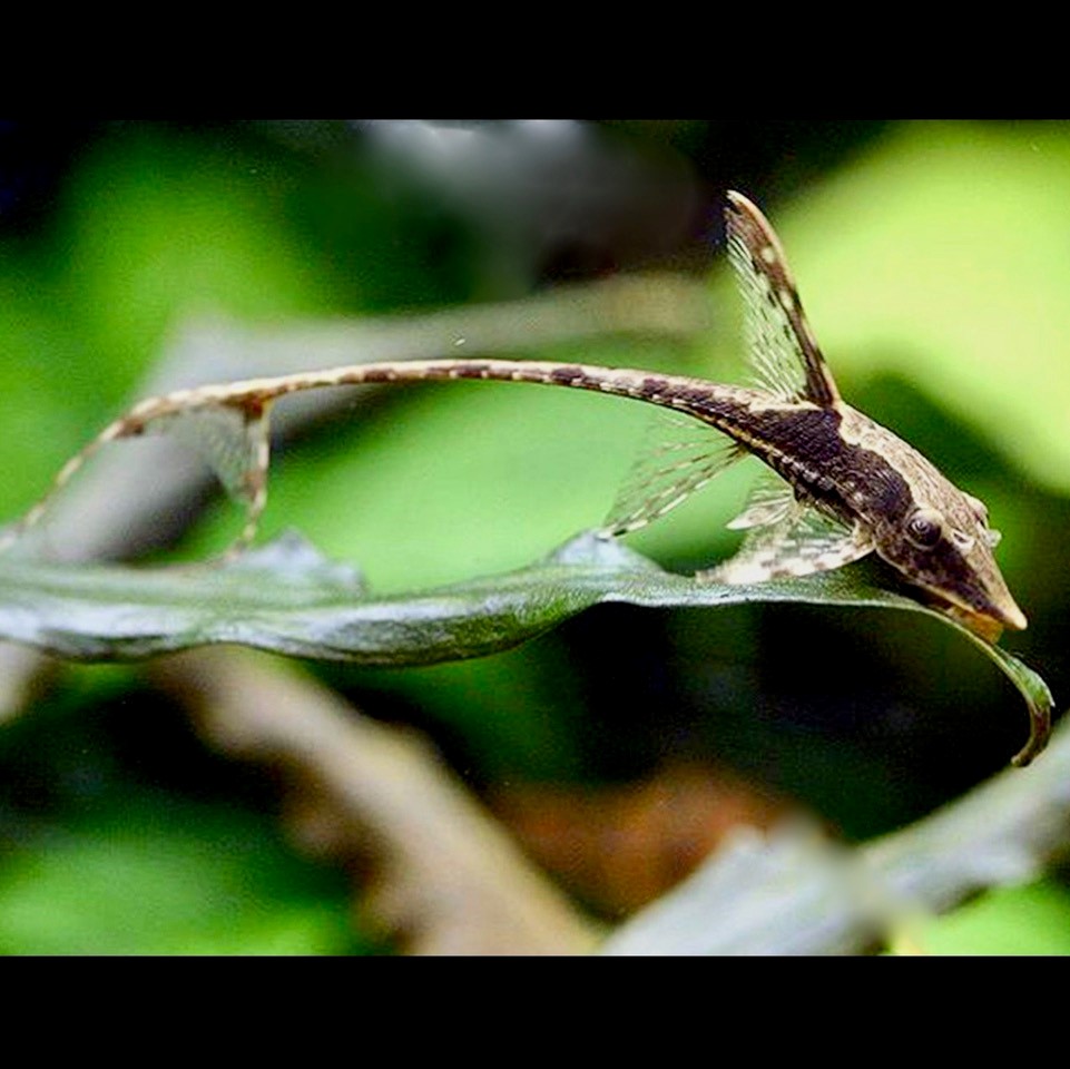 Sturisoma panamense 4 cm.