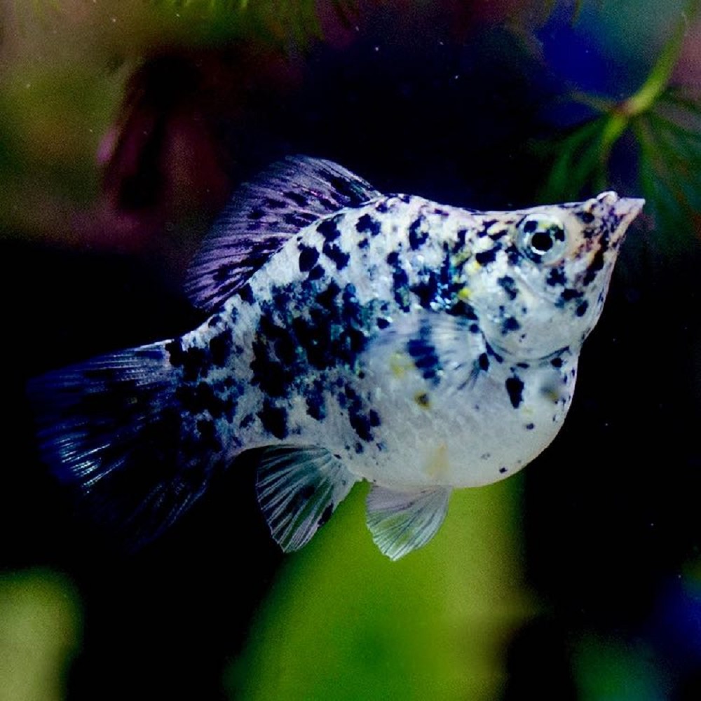 Poec.sphenops   Ballonmolly dalmatier M