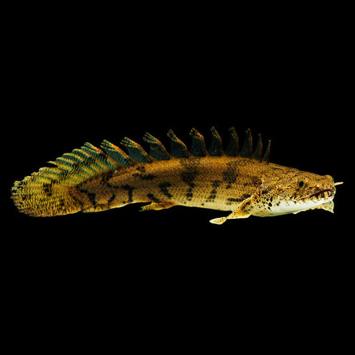 Polypterus endlicheri 6-7 cm.