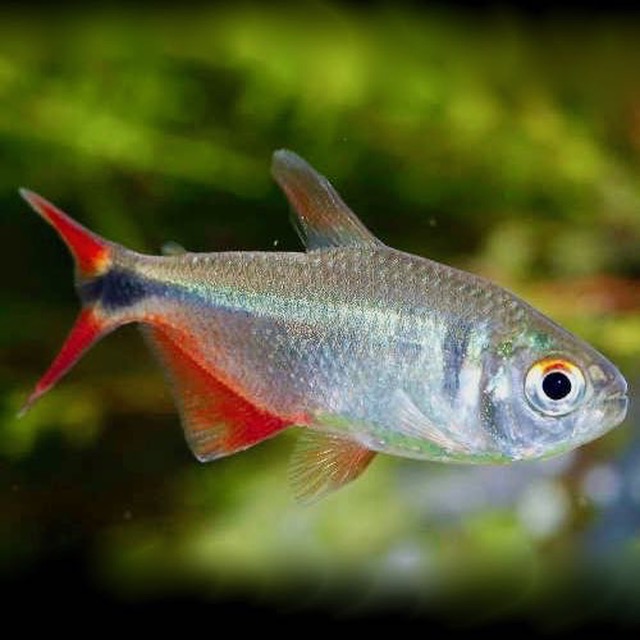 Hemigr.caudovittatus    Ruitvlekzalm M