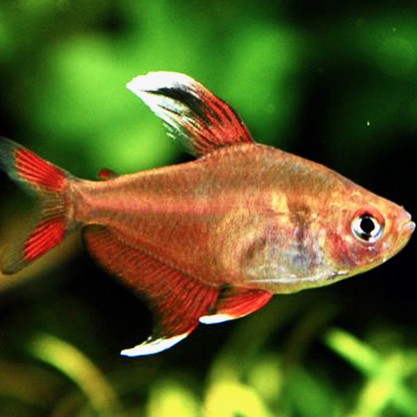 Hyph.ornatus whitefin M