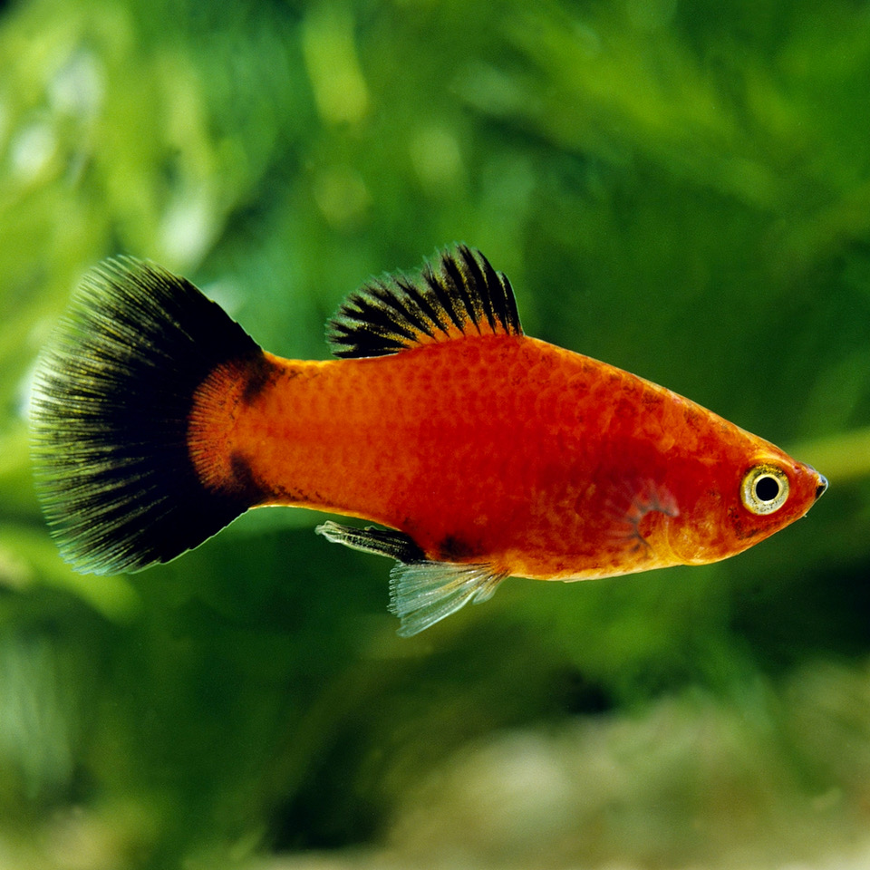 Xiph.maculatus   Platy wagtail M