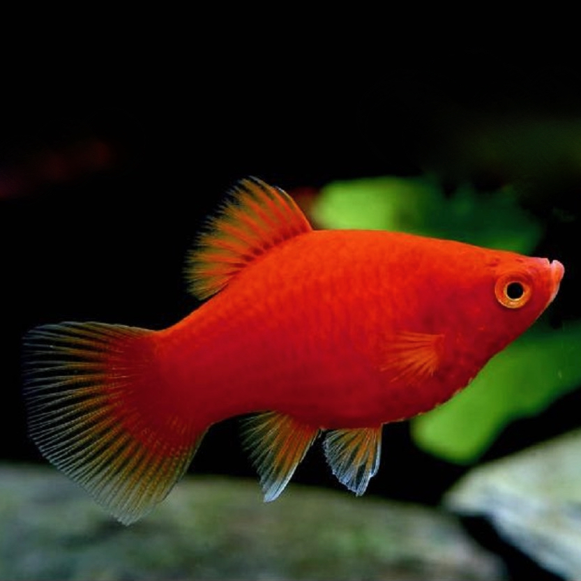 Xiph.maculatus   Platy koraal M