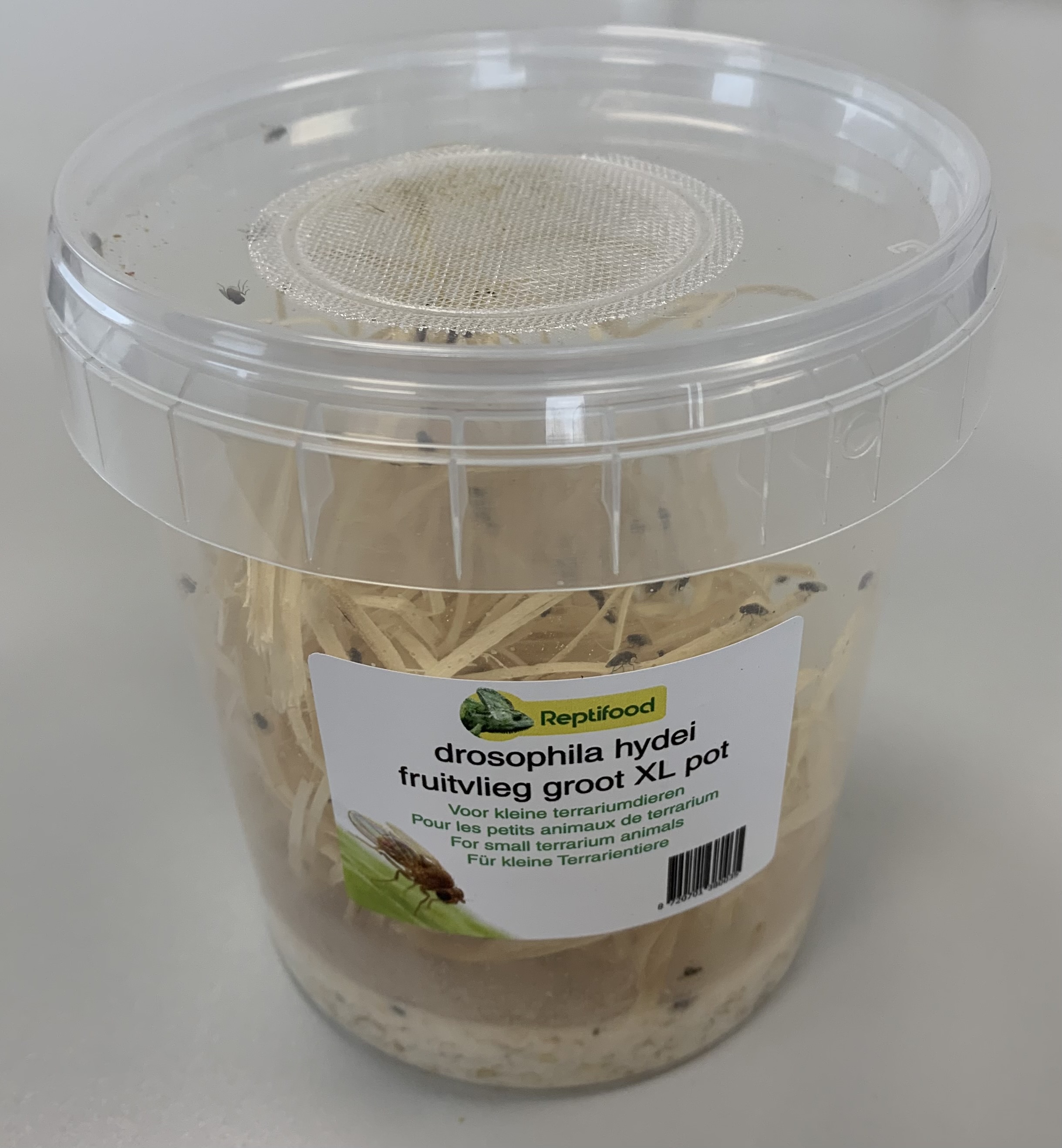 Fruitvliegen 7 in XL pot  @