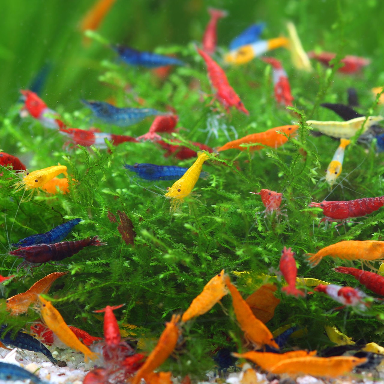 Neocaridina garnalen mix