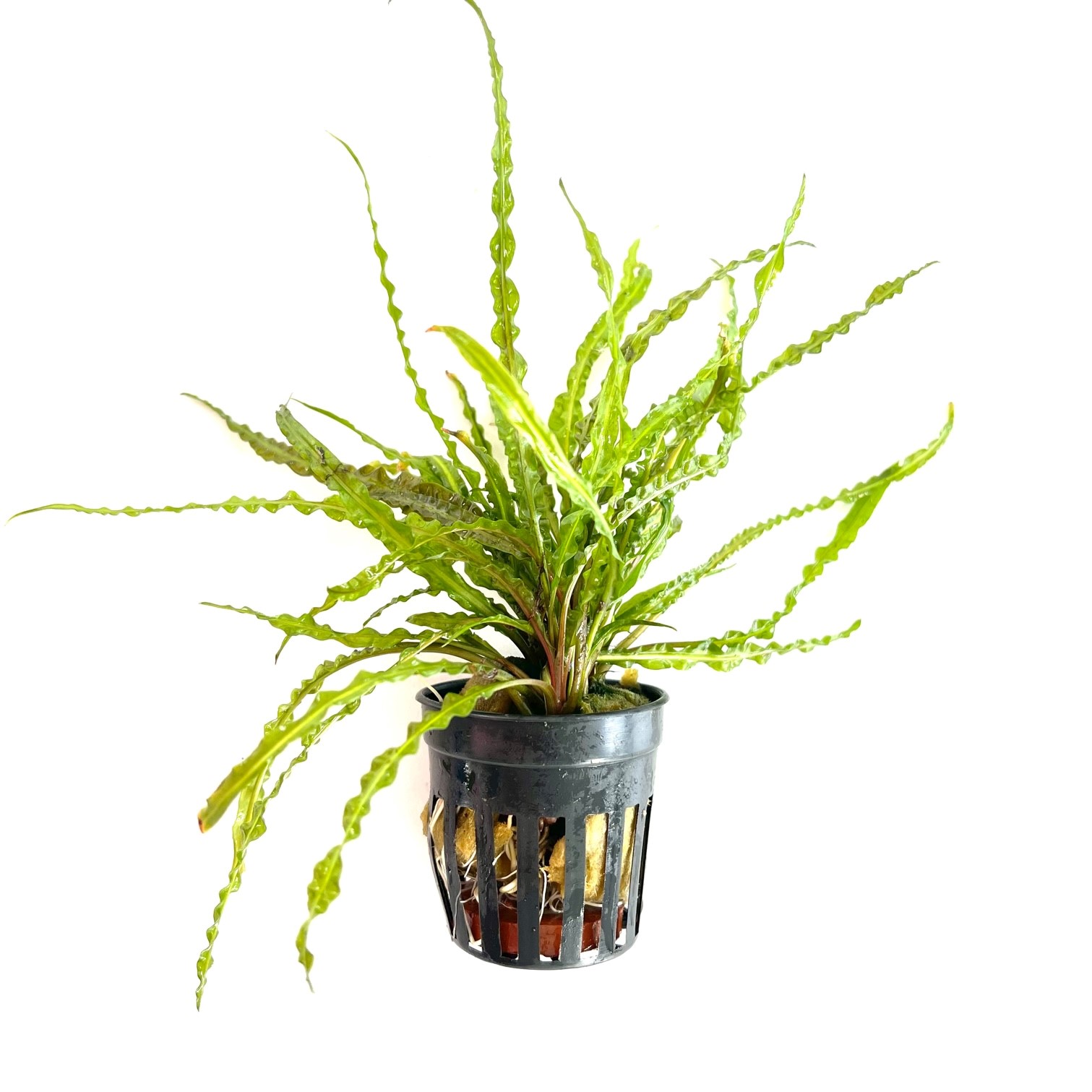 Cryptocoryne balansae in pot @